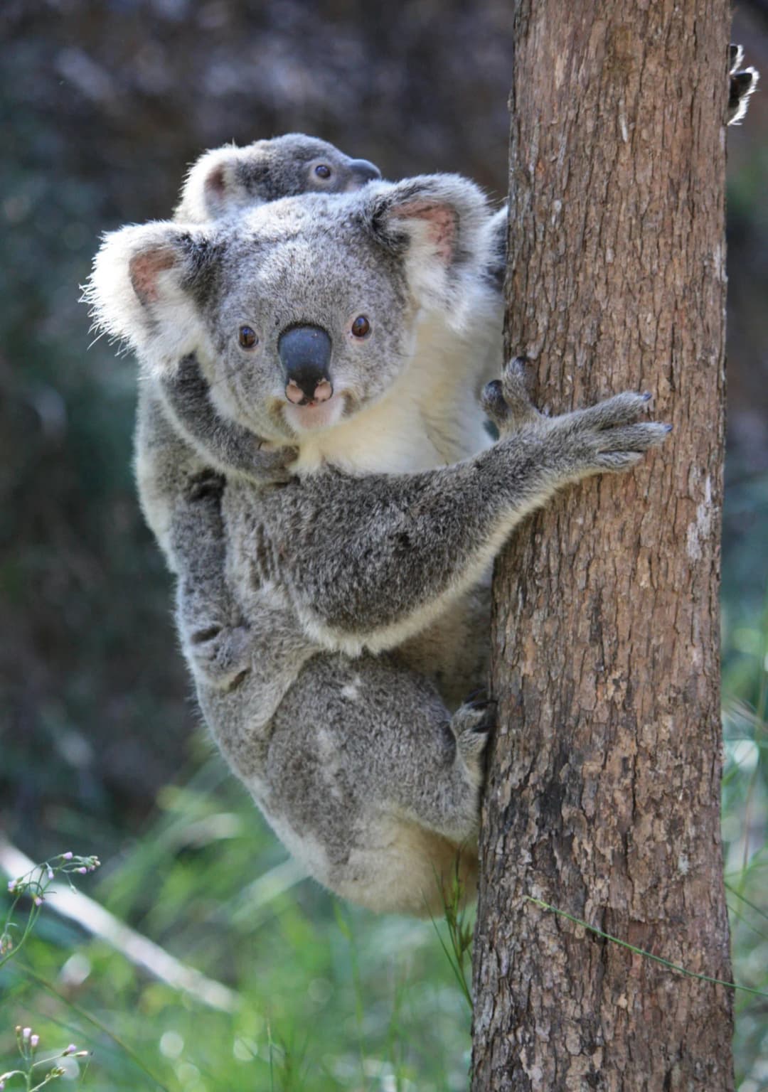 Koala with joey in natural Australian bushland